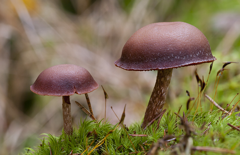 Tubaria confragosa